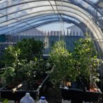 Hydroponic greenhouse
