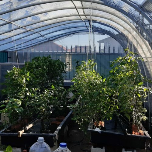 Hydroponic greenhouse