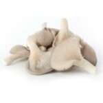 Abalone Oyster Mushroom