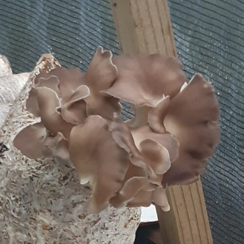 Brown Oyster