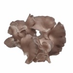 Brown Oyster Mushroom product