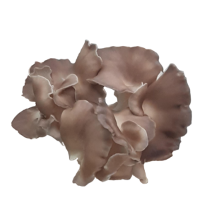Brown Oyster Mushroom product