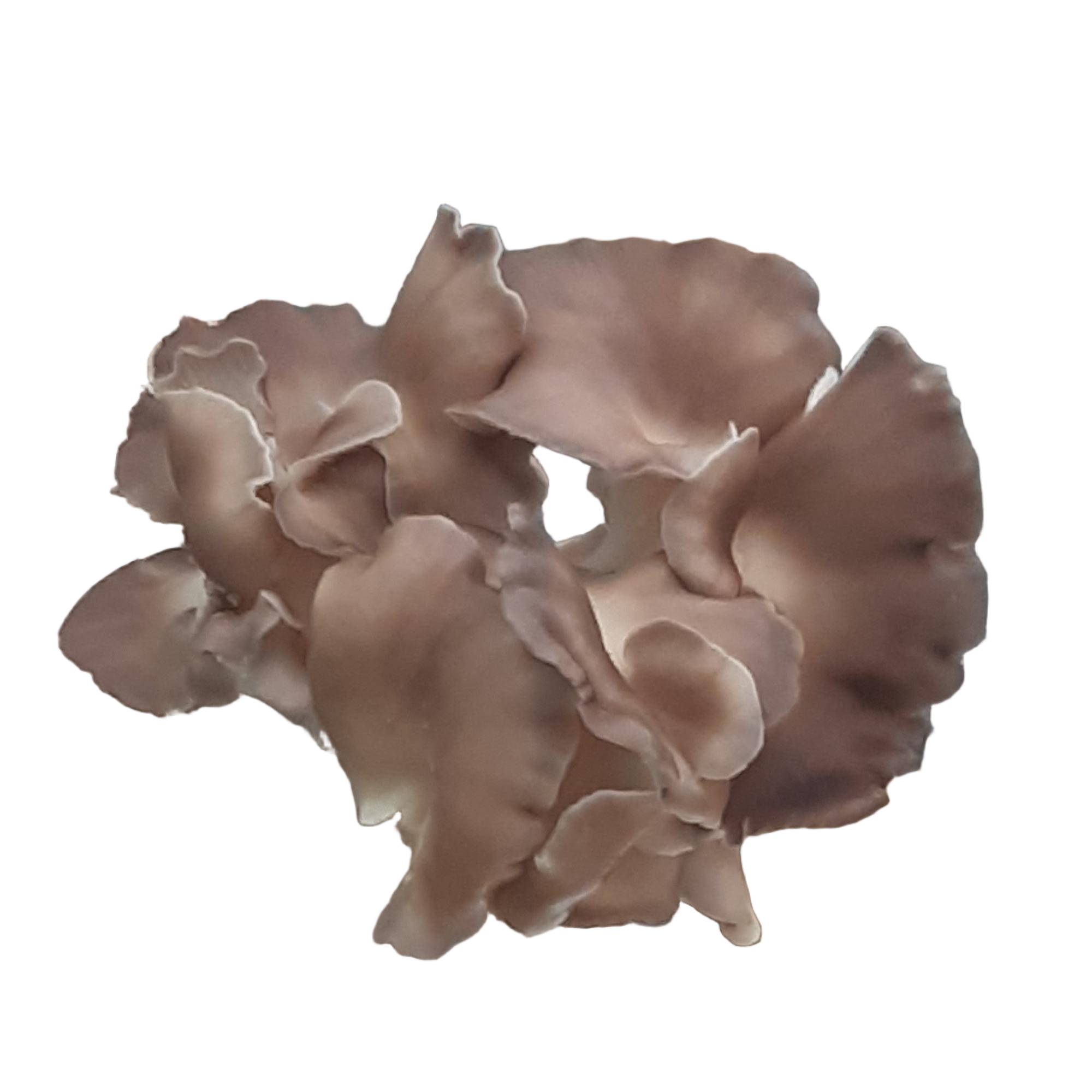 Brown Oyster Mushroom product