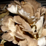 Brown Oyster or Sajor-Caju