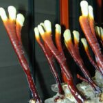 Deerhorn Reishi