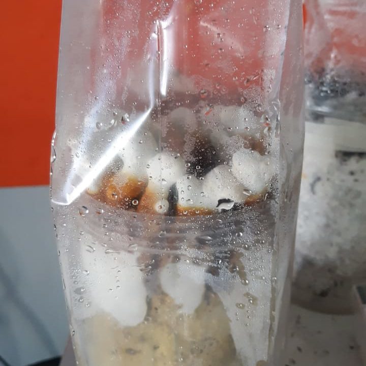 Ganoderma Lucidum Reishi Grow bag kit