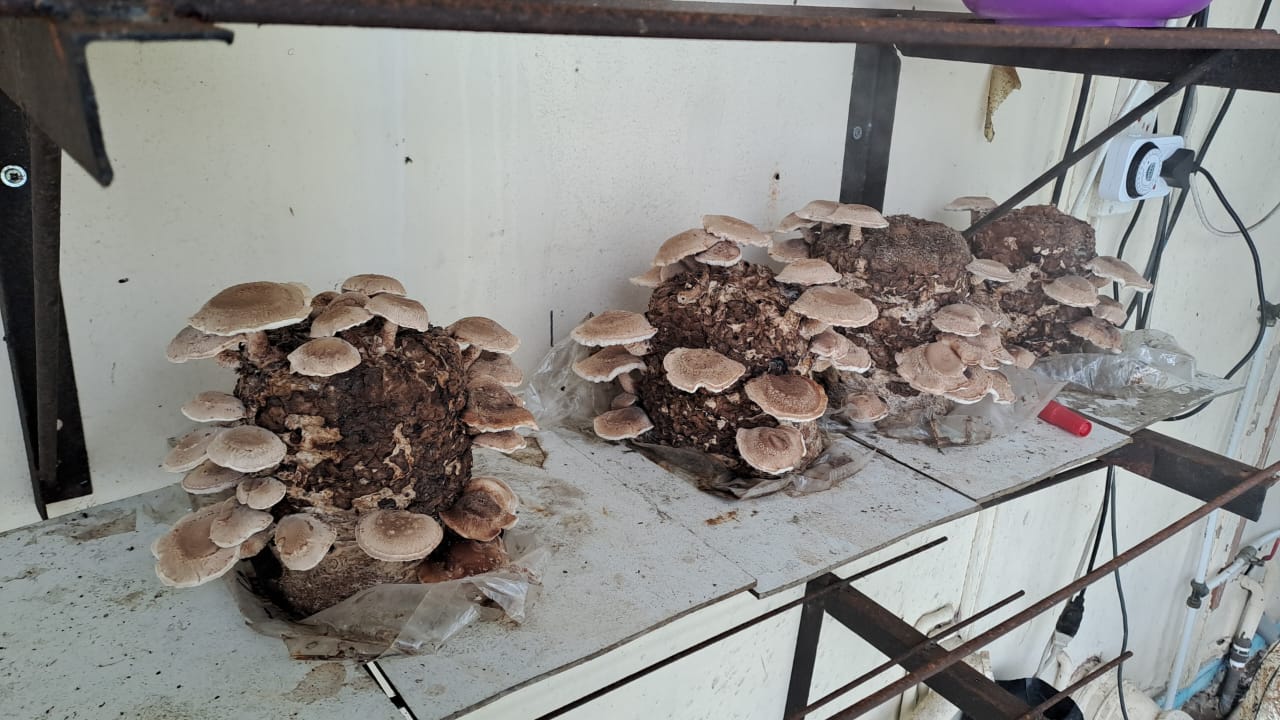 Shiitake on Straw