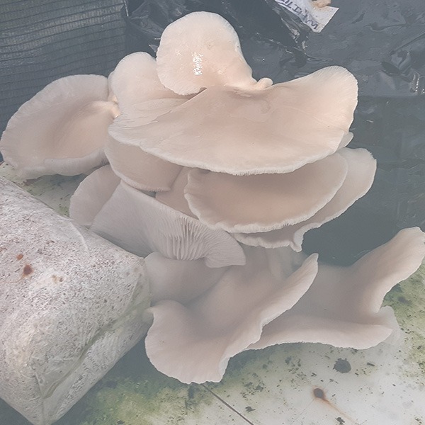 white oyster in black bag