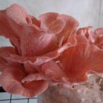 Pleurotus Incarnatus