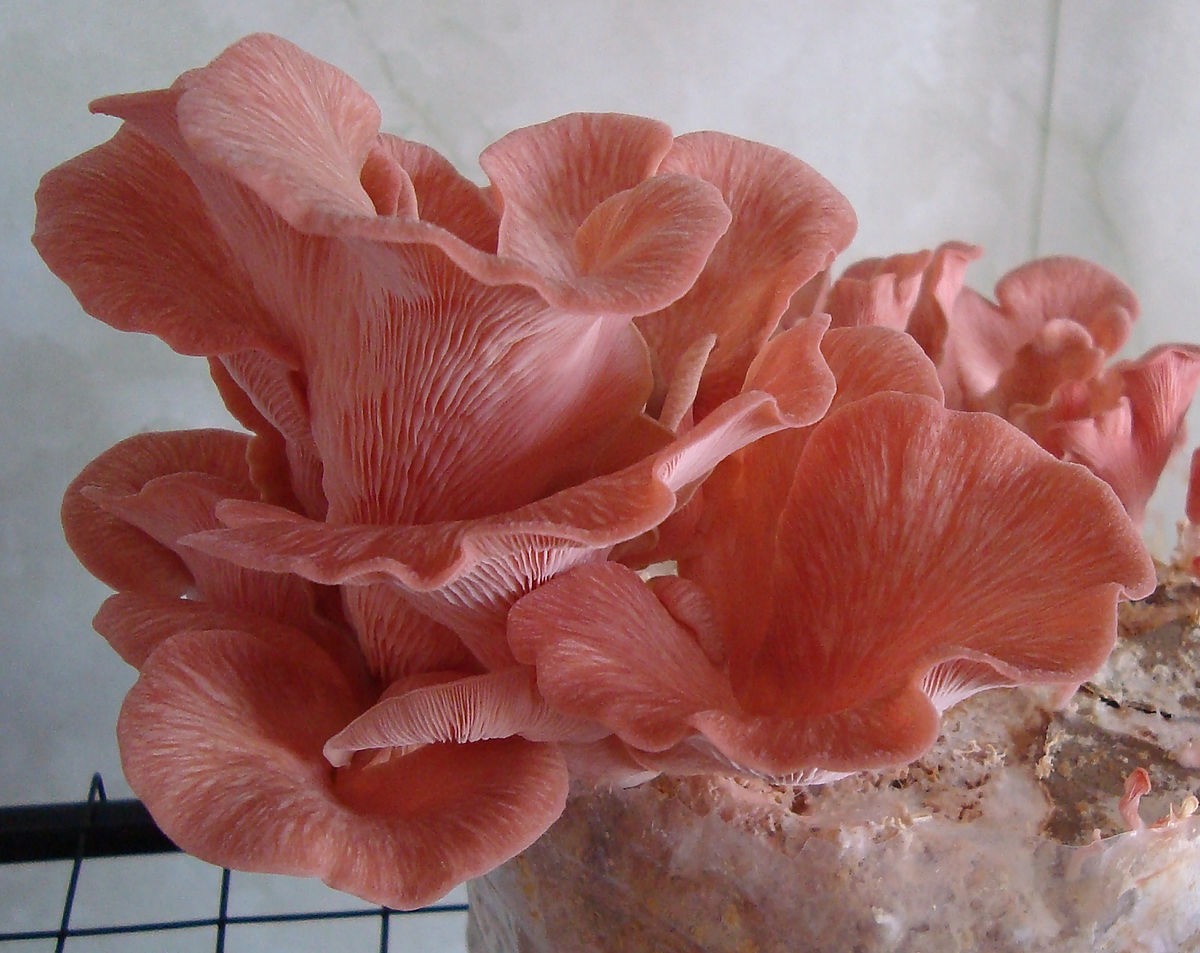 Pleurotus Incarnatus