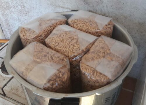 Commercial Spawn Bags in Pressure cooker.
