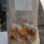 Grow in bag - Reishi in spawn bag