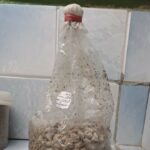 Kenyan Filter Spawn Bag