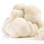 Hericium Erinaceus