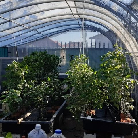 Hydroponic Greenhouse