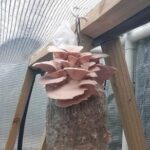Mushroom hothouse