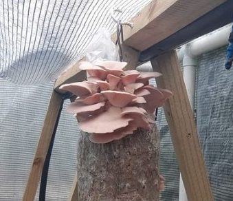 Mushroom hothouse