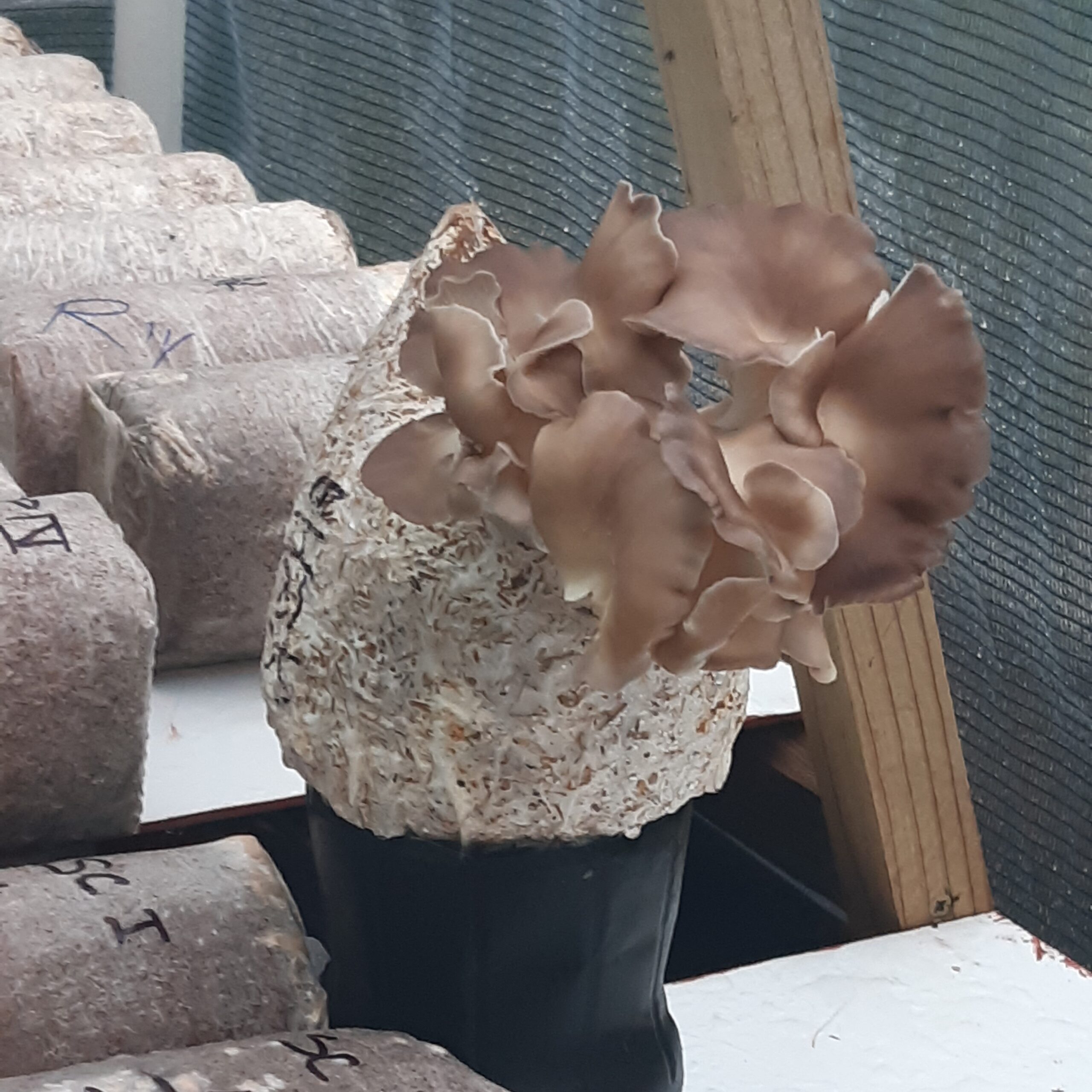 batwing Brown Oyster
