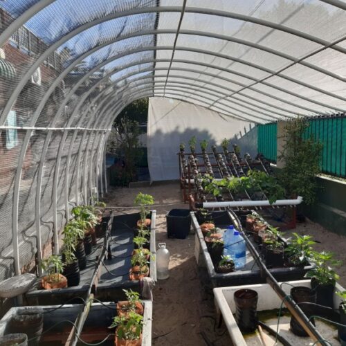 Hydroponic shagenet house