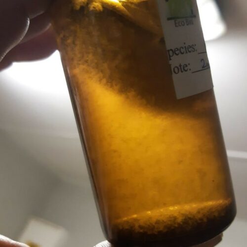 Liquid Inoculant packaged in 100 ml bottle