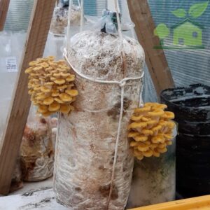 Pleurotus Citrinopileatus