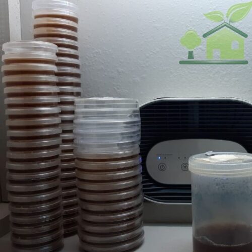 Petri dishes in Flow hood