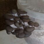 Grey Oyster
