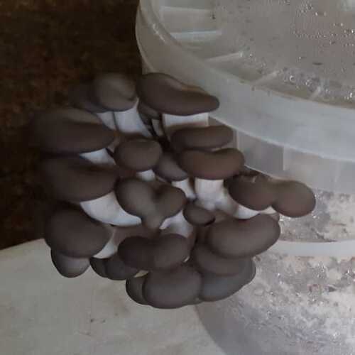 Grey Oyster