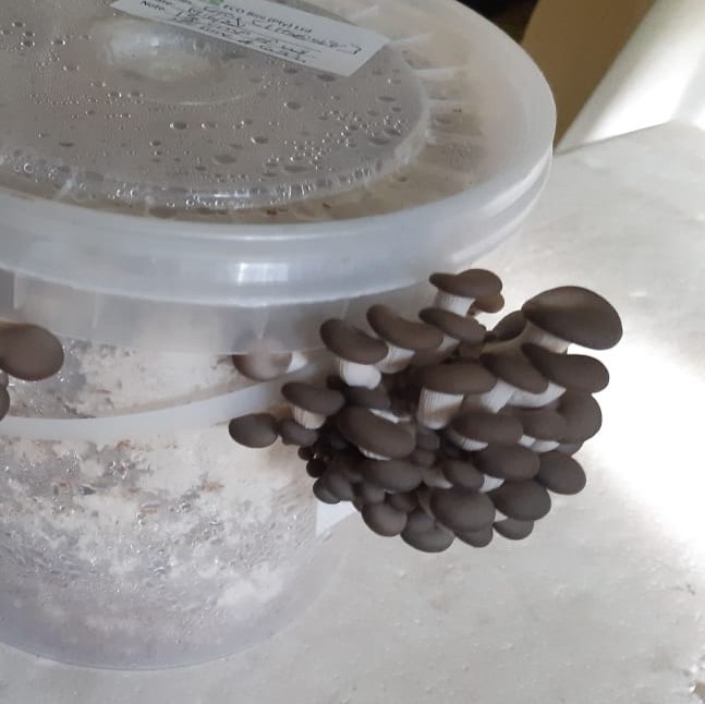 grey oyster cvg bucket