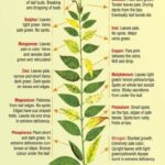 Nutrient Deficiencies