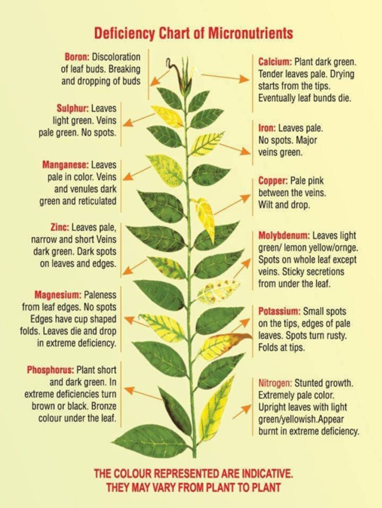 Nutrient Deficiencies