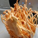 Cordyceps Militaris