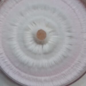 petri dish
