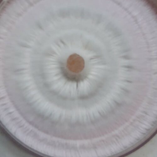 petri dish