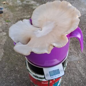 Large White Oyster -340 gram on Bundu Teq - Selective nutrition