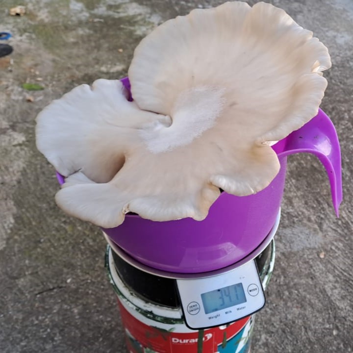 Large White Oyster -340 gram on Bundu Teq - Selective nutrition