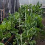 Fresh spinach leaves image shared via WhatsApp.