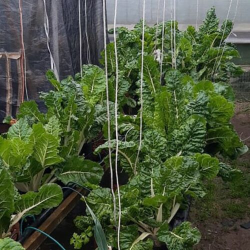 Fresh spinach leaves image shared via WhatsApp.