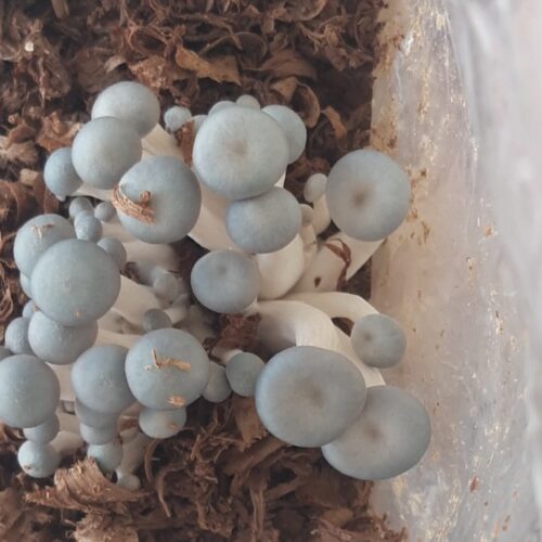 White oyster pins
