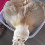 Buna Shimeji Beech myshroom
