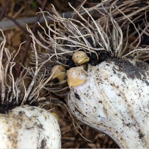 Elephant garlic corms