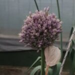 Elephant Garlic Flower Head
