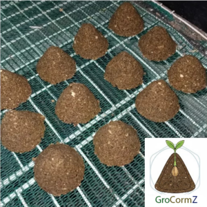 GroCormZ Elephant garlc corm-in-a-pod