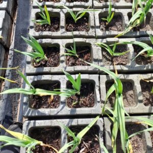 Organic Hydoponics
