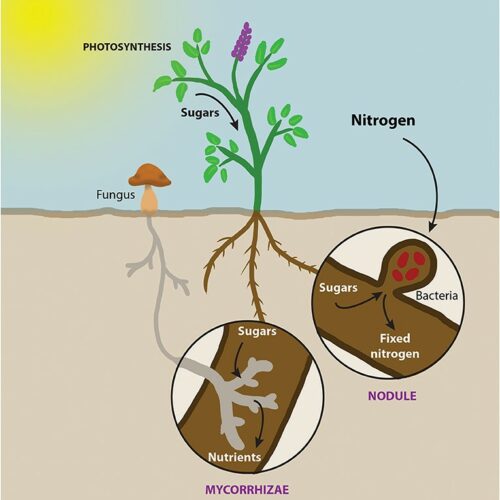 Plants and fungi