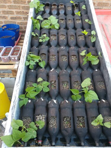 Hydroponic soda bottle system V1