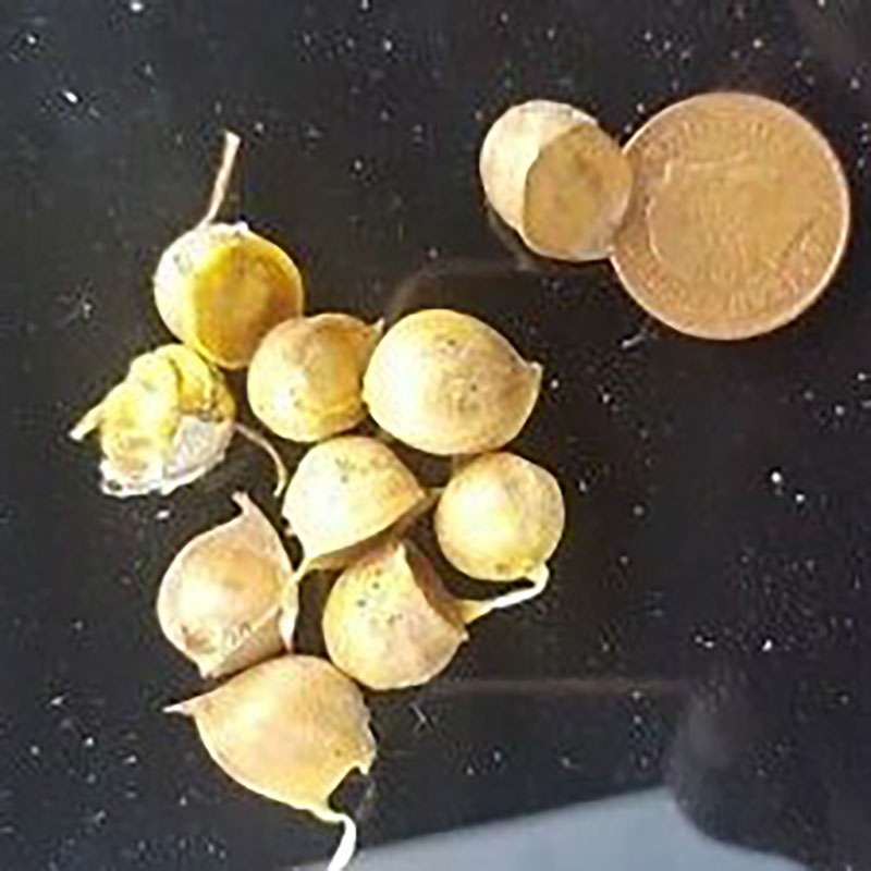 Elephant Garlic Corms