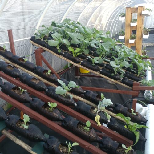 Soda-Bottle hydroponic system V2