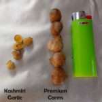 Premium corms versus Kashmiri Garlic