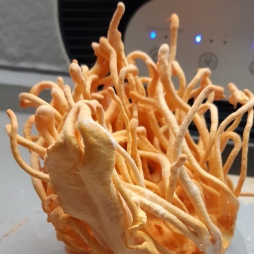 Cordyceps Militaris